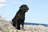 LABRADOR 564